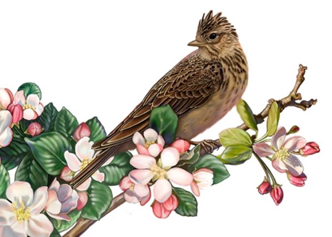 naturalist and realist illustration understanding illustration