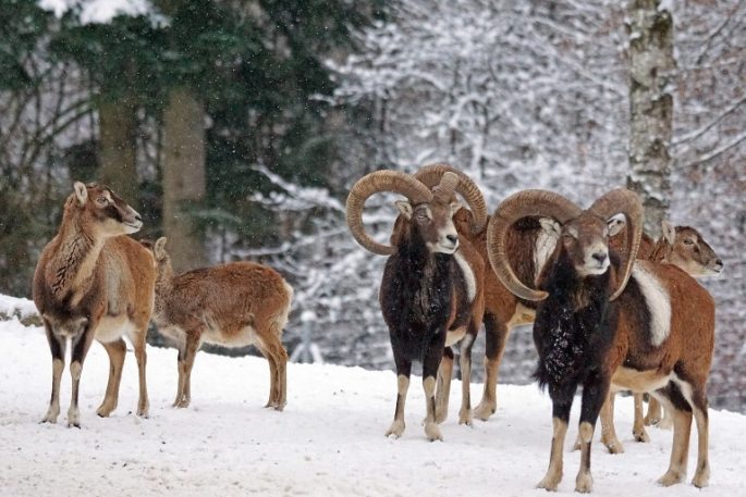 wildlife photography photography understanding