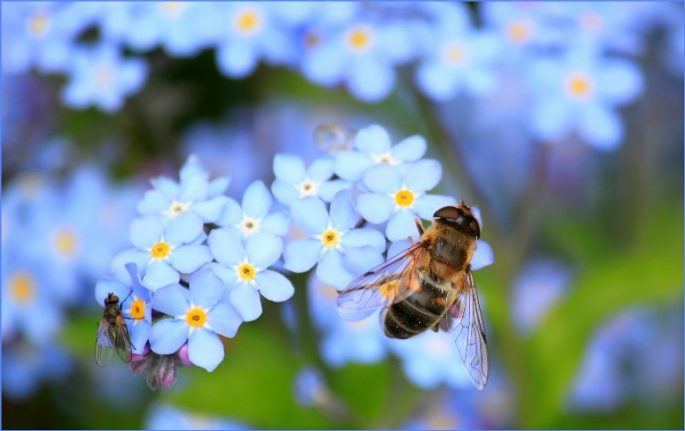 macro phtography photography understanding