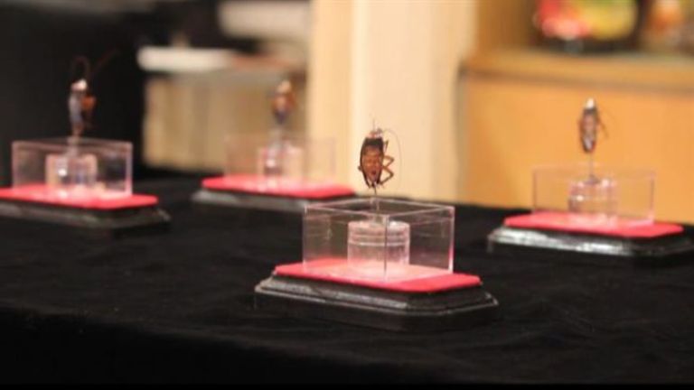 Christian Ramos, an Artist Who Paints on Cockroaches